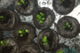 black-eyed susan seedlings